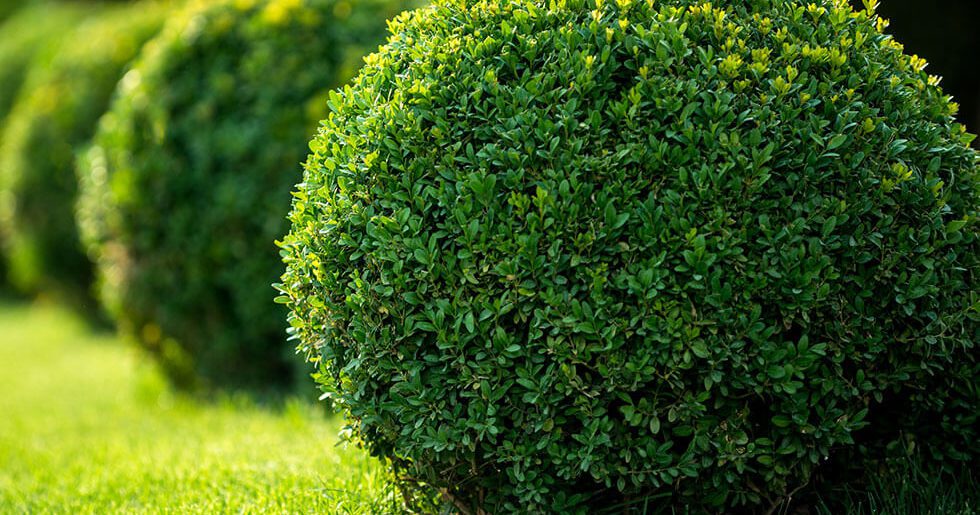 buisson taillé en rond